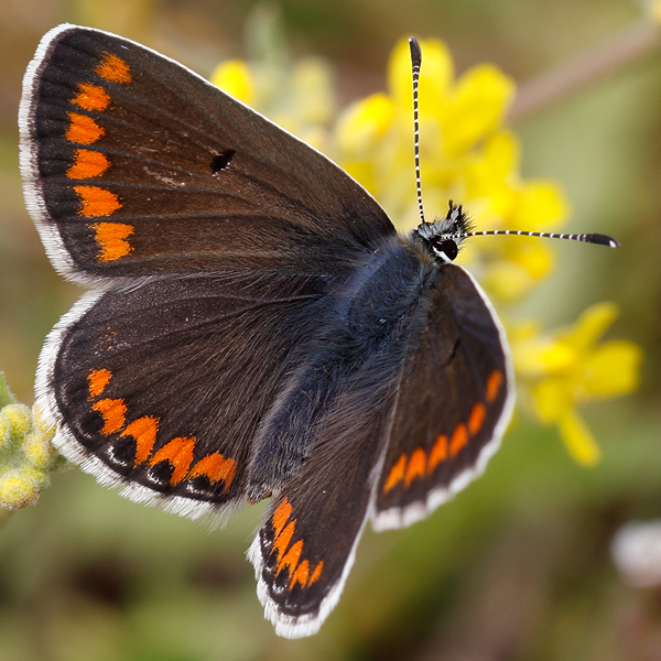 Aricia agestis