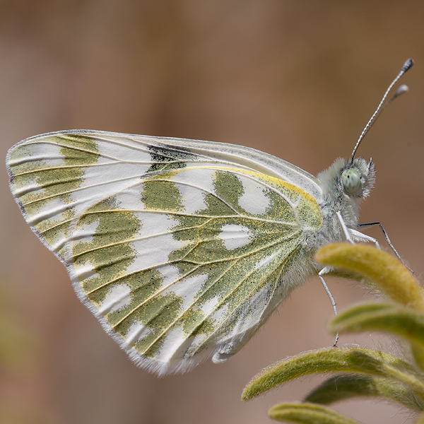 Pontia edusa