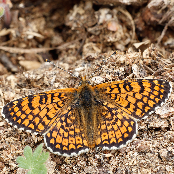 Melitaea cinxia