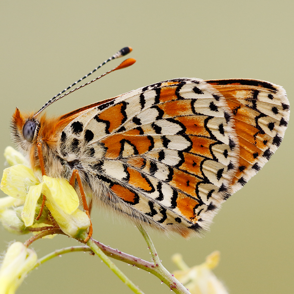 Melitaea cinxia