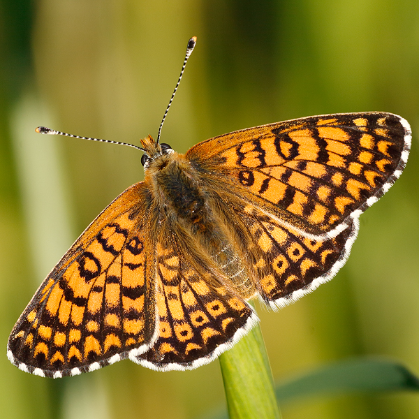 Melitaea cinxia