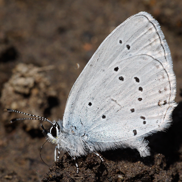 Cupido decolorata