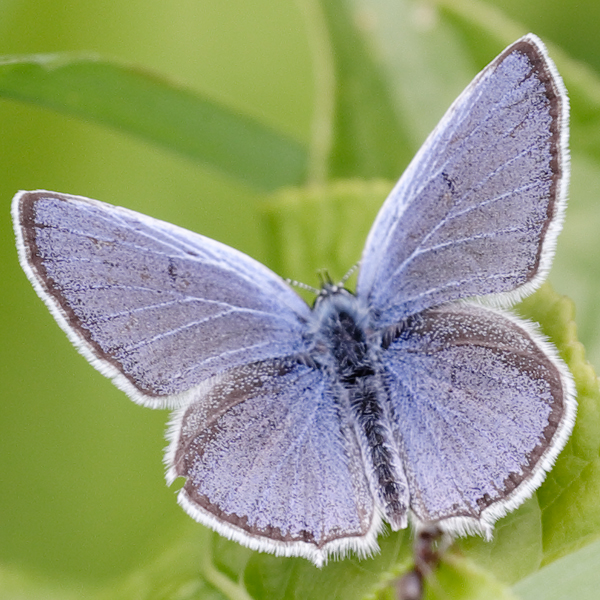 Cupido decolorata