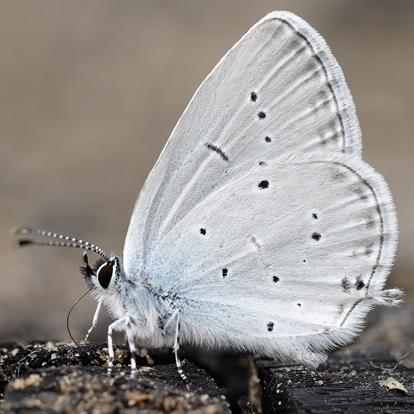 Cupido decolorata