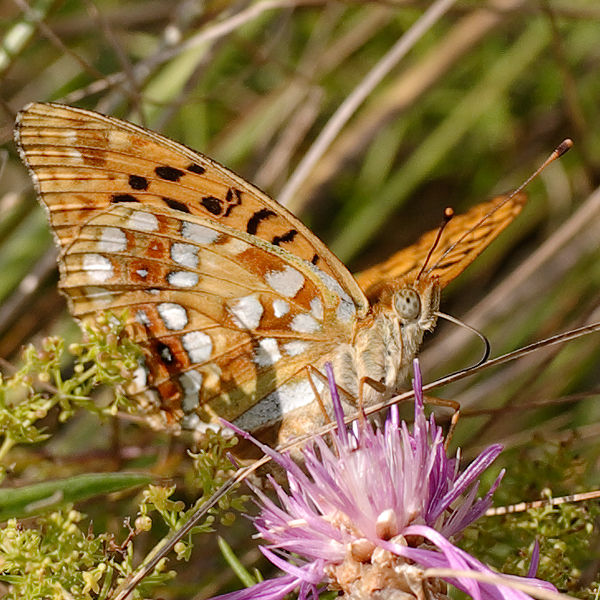 Argynnis adippe