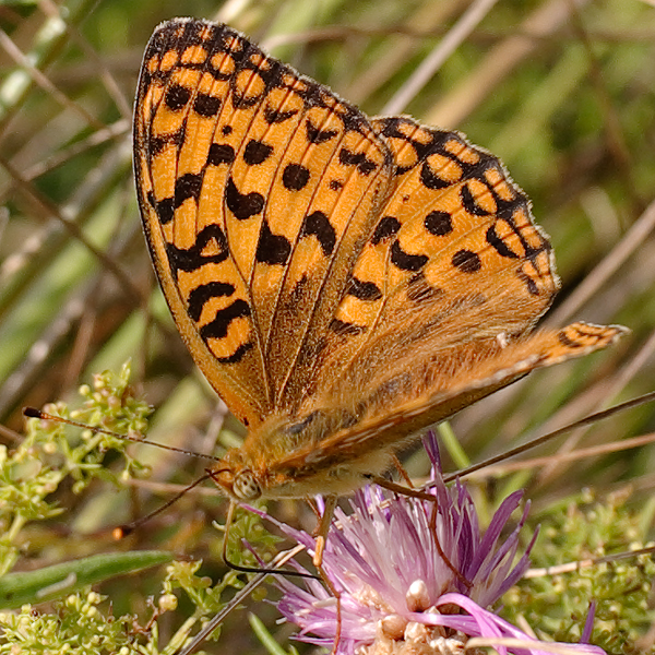 Argynnis adippe