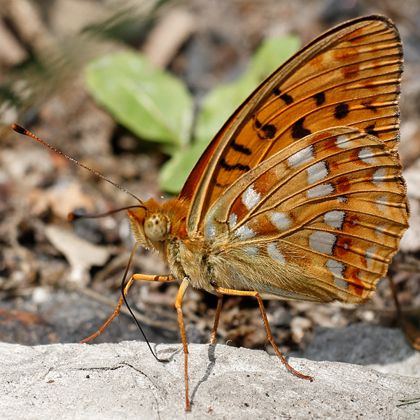 Argynnis adippe