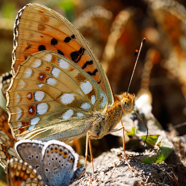 Argynnis adippe