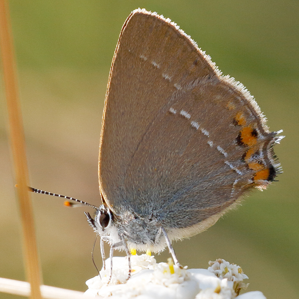 Satyrium accaciae