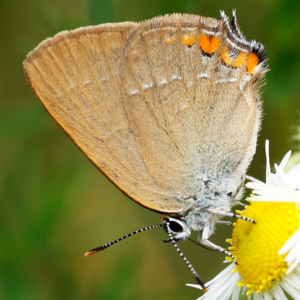 Satyrium accaciae