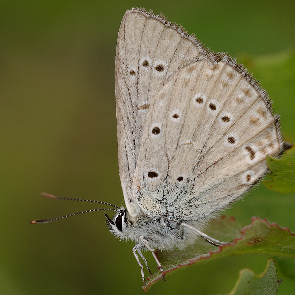 Polyommatus admetus