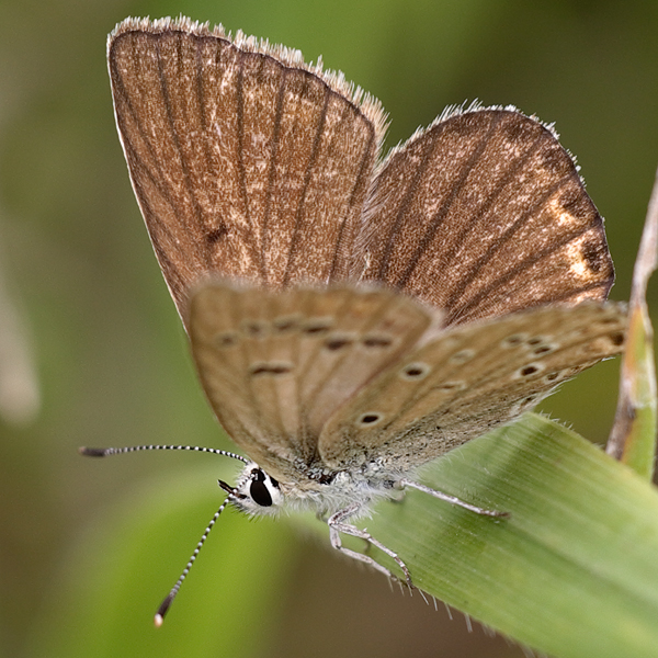 Polyommatus admetus