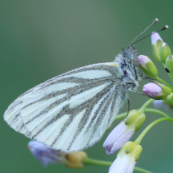 Pieris napi