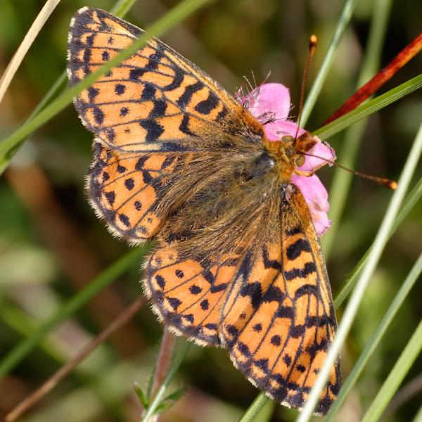 Boloria aquilonaris