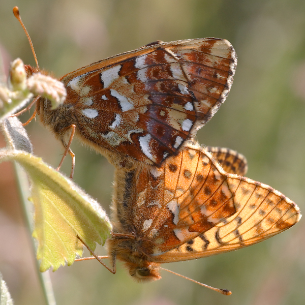 Boloria aquilonaris