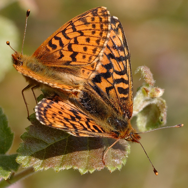 Boloria aquilonaris