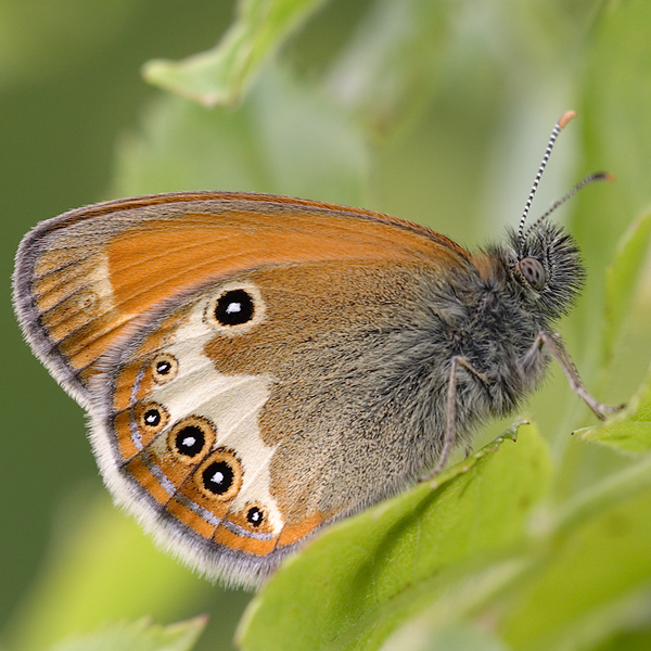 Coenonympha arcania