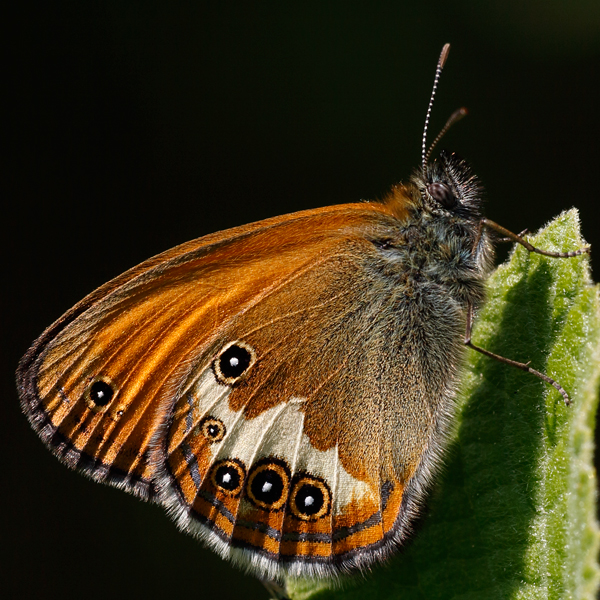 Coenonympha arcania