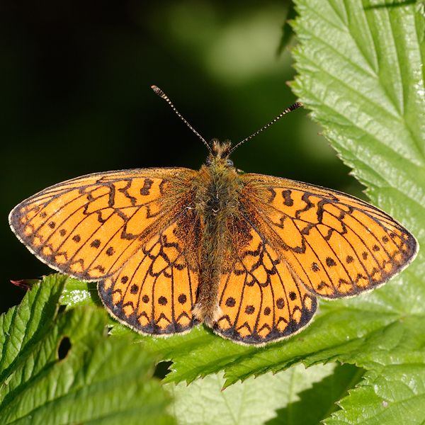 Boloria eunomia