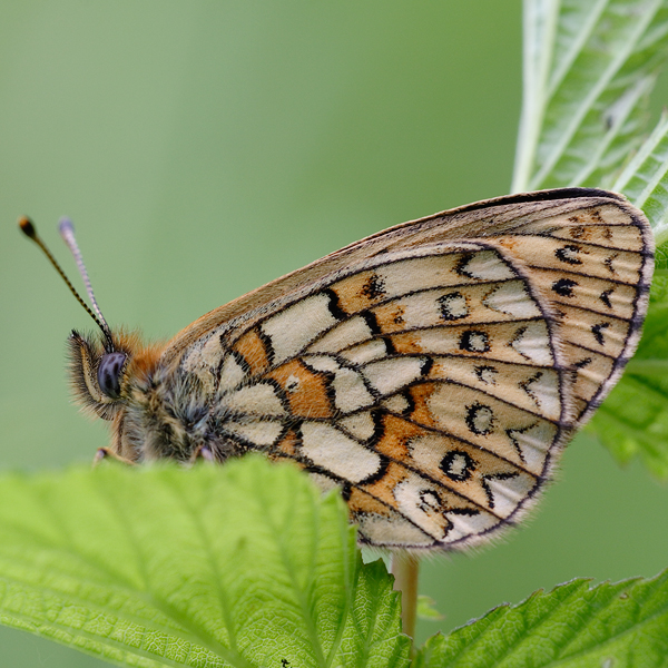 Boloria eunomia