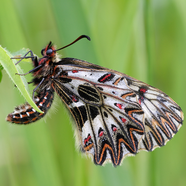 Zerynthia polyxena