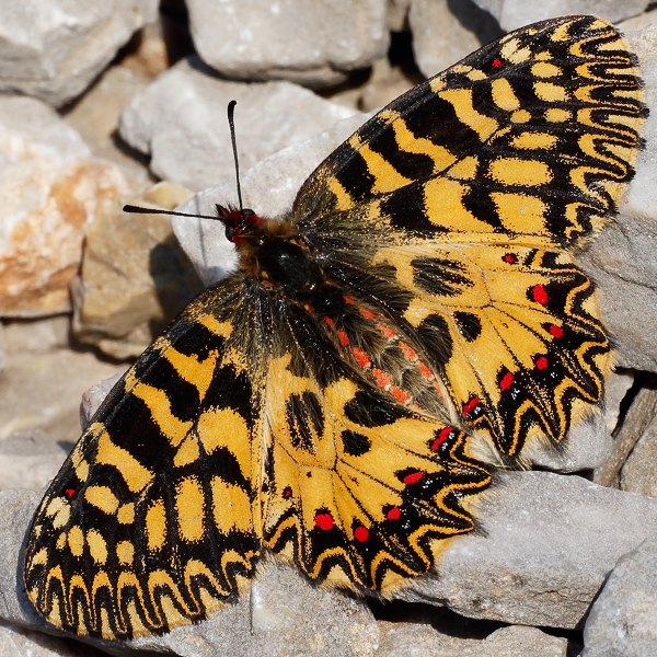 Zerynthia polyxena f. ochracea