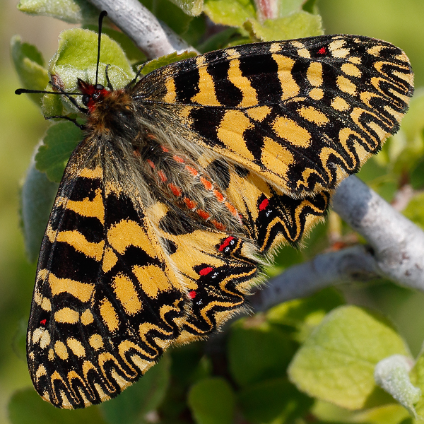 Zerynthia polyxena f. ochracea