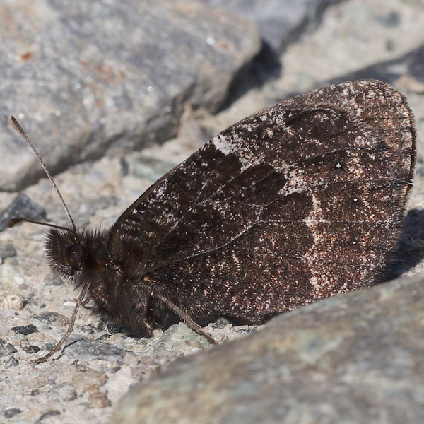 Erebia montana