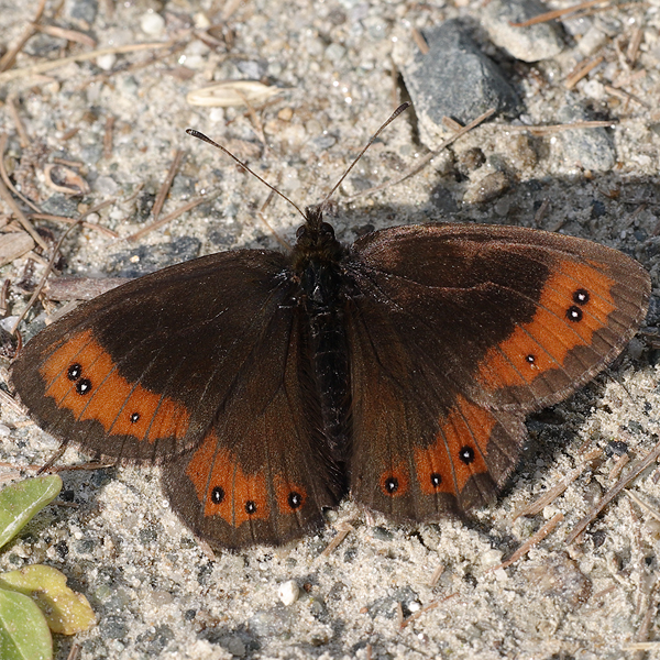 Erebia montana