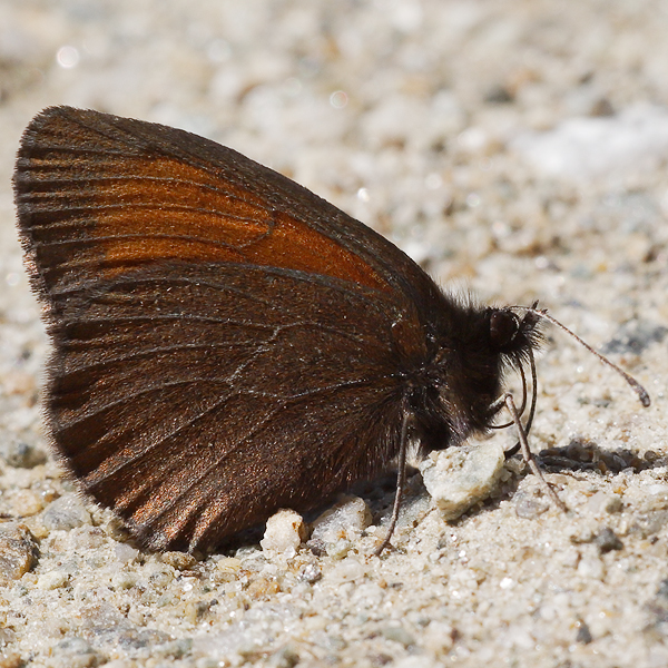 Erebia mnestra