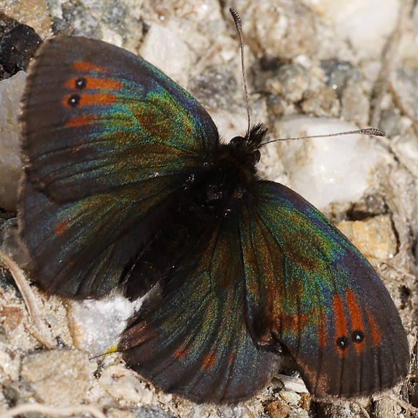 Erebia tyndarus