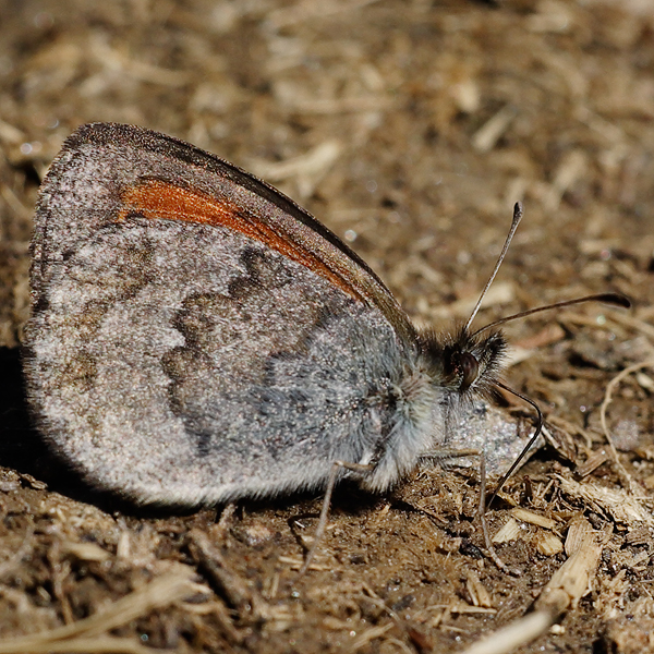 Erebia tyndarus