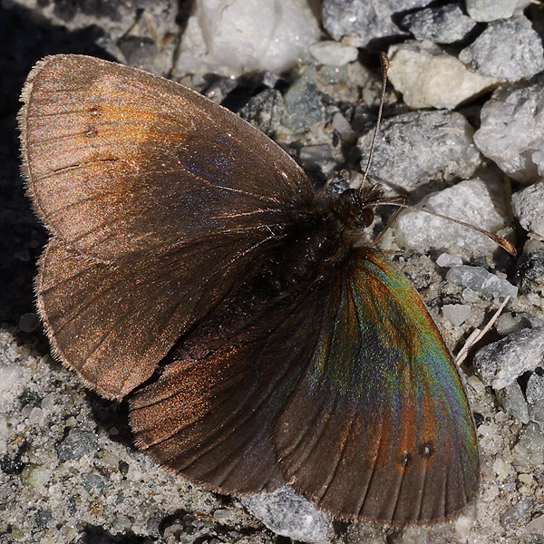 Erebia tyndarus