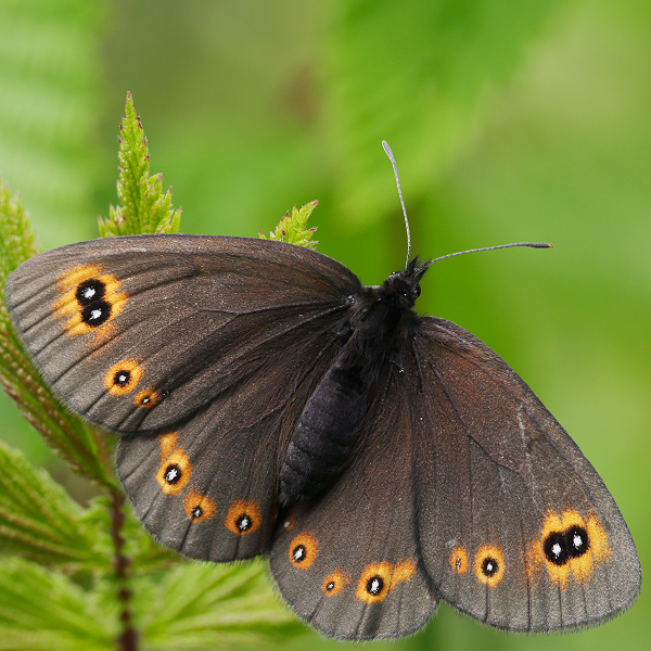 Erebia medusa