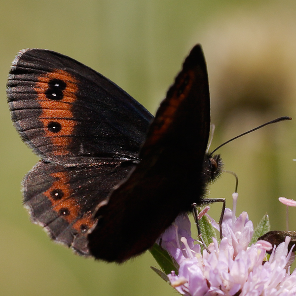 Erebia aethiops