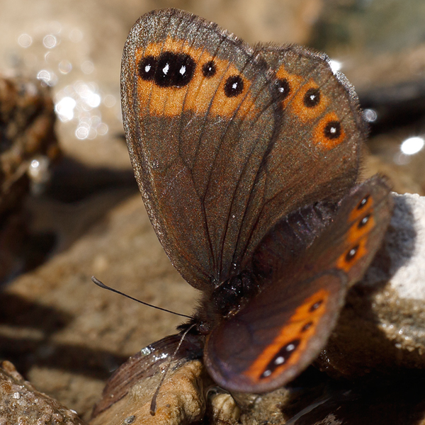 Erebia triarius