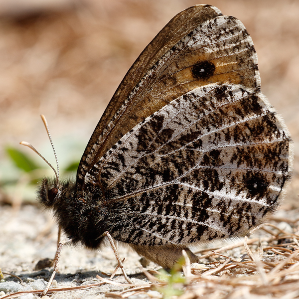 Oeneis glacialis