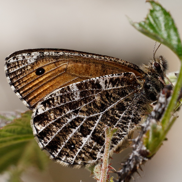 Oeneis glacialis