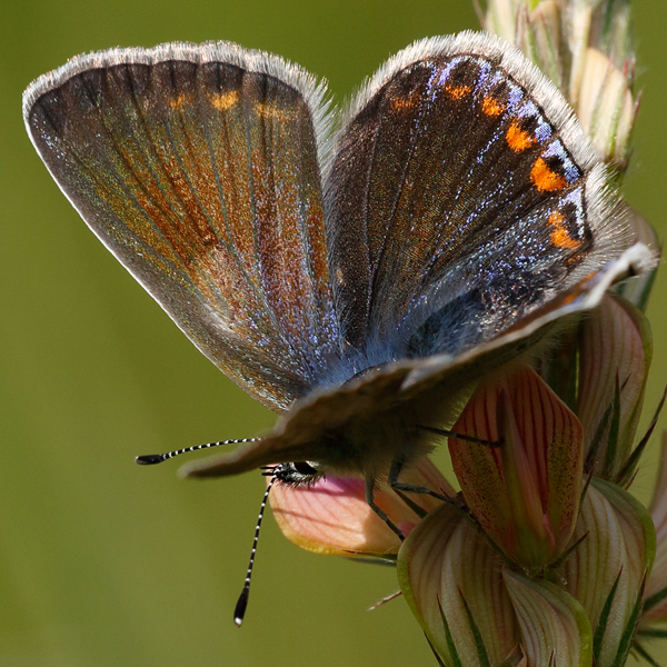 Polyommatus thersites