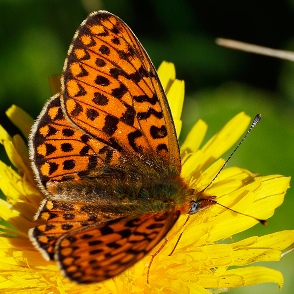 Boloria euphrosyne