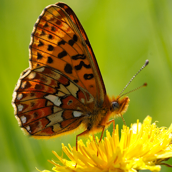 Boloria euphrosyne