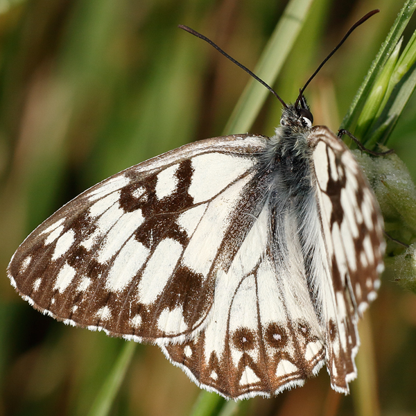 Melanargia occitanica