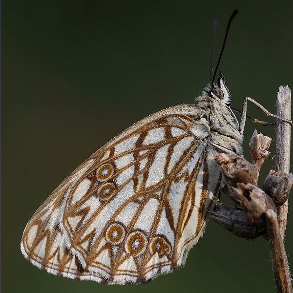 Melanargia occitanica