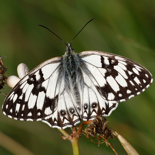 Melanargia occitanica