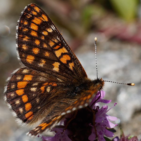 Euphydryas intermedia