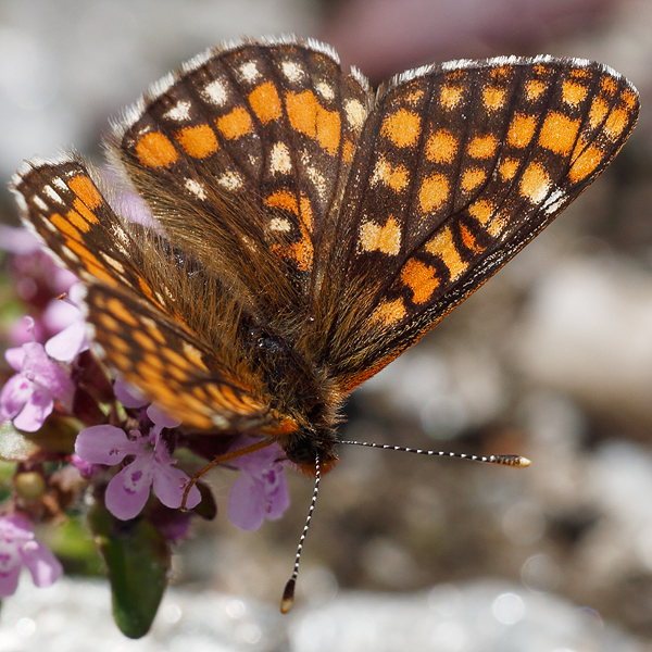 Euphydryas intermedia