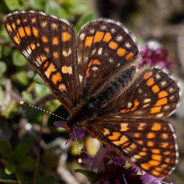 Euphydryas intermedia