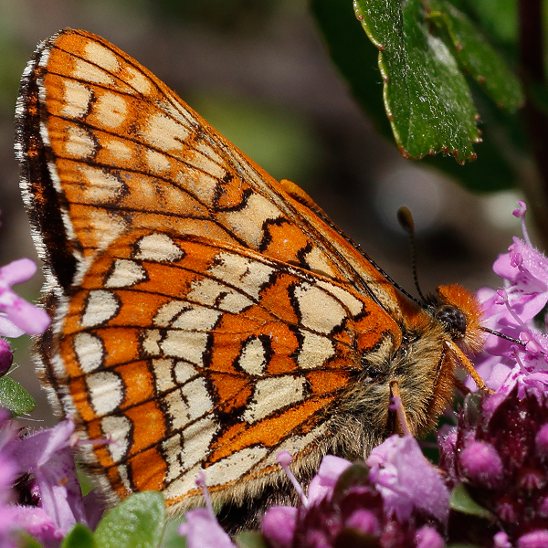 Euphydryas intermedia