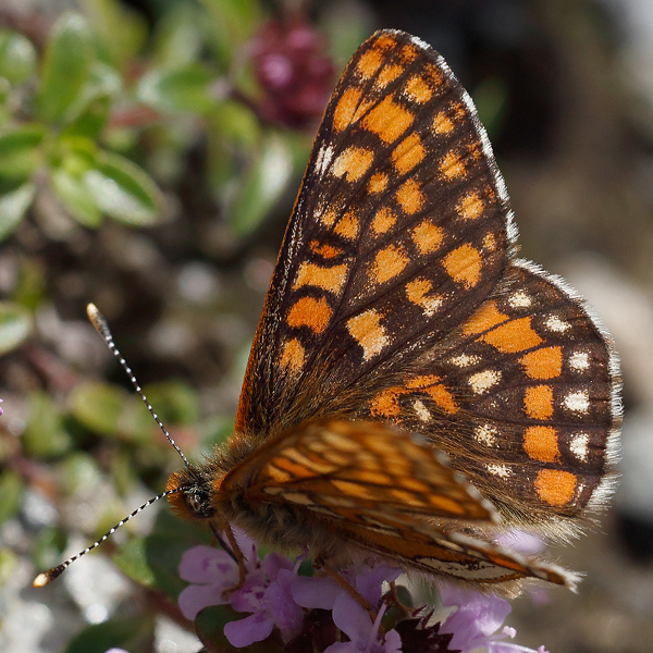 Euphydryas intermedia