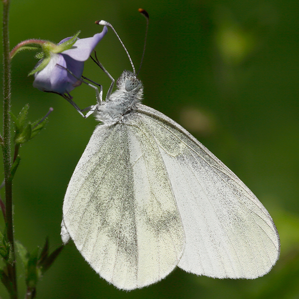 Leptidea morsei